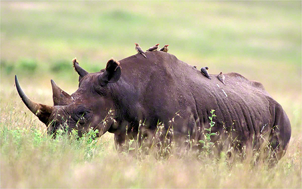 oxpecker and rhino relationship