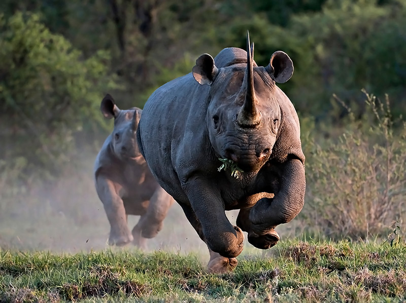 rhinoceros speed